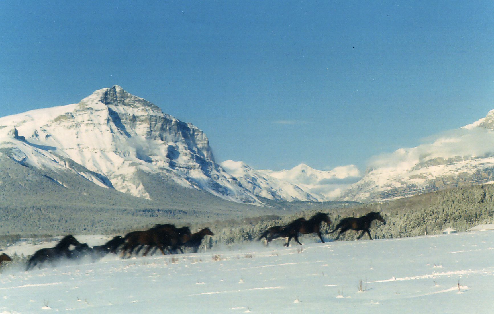 horses in snow0176