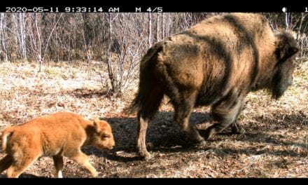 Banff N.P. successful Bison re-introduction project update …
