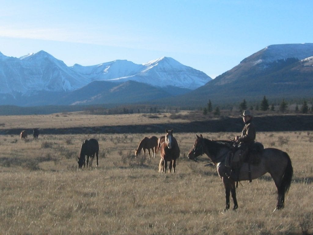 rounding up horses